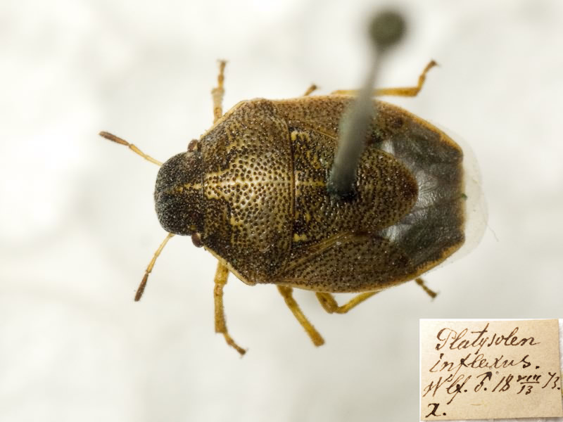 Neottiglossa pusilla (Gmelin, 1790)